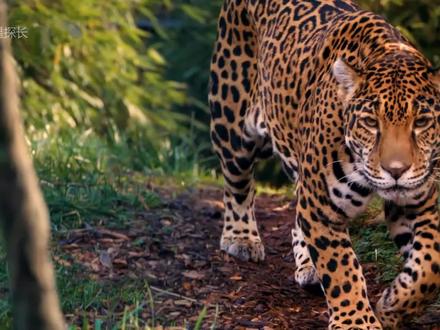 雨林之王——美洲豹，究竟有多厉害？它打架凶猛、捕猎更凶猛！