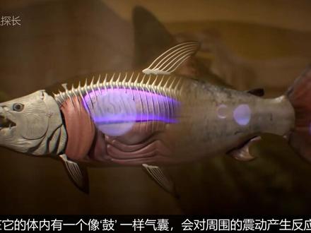 世界上五种极为怪异的鱼，有的凶狠无比，有的简直是丑陋不堪！