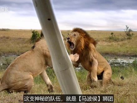 狮王争霸：一个强大的狮群，从一无所有到雄踞草原，再到分裂衰败