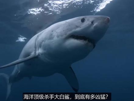 海洋顶级杀手大白鲨，到底有多凶猛？暗中下手，出奇制胜！
