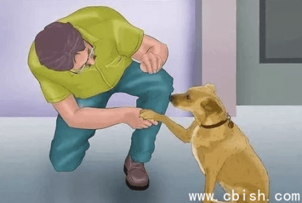 专业训犬课程（共140节）