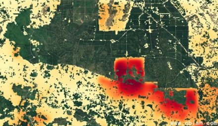 Google推出ForestCast：AI预警森林砍伐风险