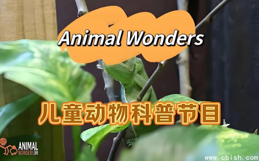 油管热门英文儿童动物科普节目《动物奇观 Animal Wonders》-